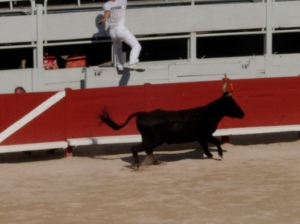 "Bullfight"... Provençal style!  